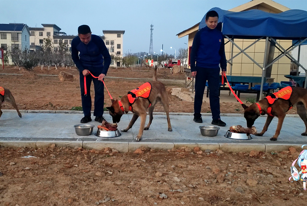 牛肉、大骨頭、雞胸肉……來(lái)看消防搜救犬的“吃播”