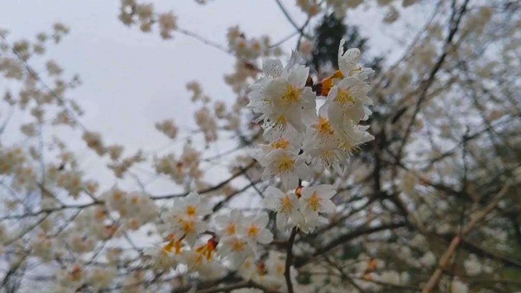 千城勝景丨湖北鶴峰：滿(mǎn)樹(shù)櫻花映碧天